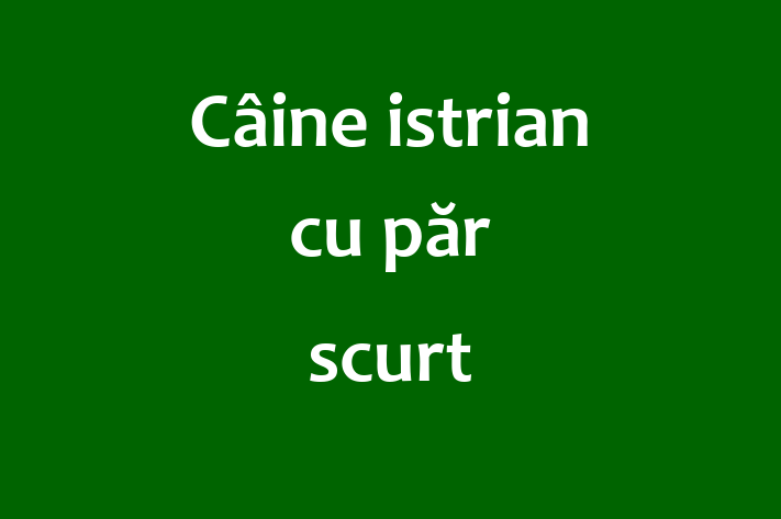 Acest Câine istrian cu păr scurt este blând și prietenos și gata să se mute într-o nouă casă! Este sănătos și la zi cu toate vaccinările. Contactează George la (021) 995012 pentru preț și mai multe detalii.