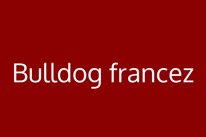 Bulldog francez Câine de Adopie in Edine