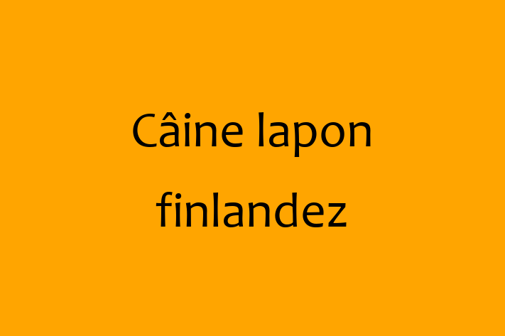 Întâlnește adorabilul nostru Câine lapon finlandez de 2 ani! calm și iubitor și la zi cu vaccinările. Preț: 2,850.00 Lei.
Contactează Lucian la (062) 220 416 pentru mai multe detalii.