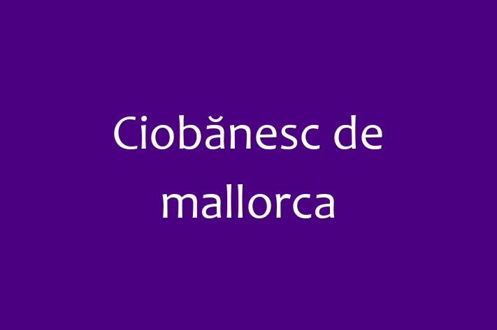 Ciobănesc de mallorca de 3 luni caută o casă, Preț: 2,900.00 Lei. Contactează Calin la (067) 95 997.