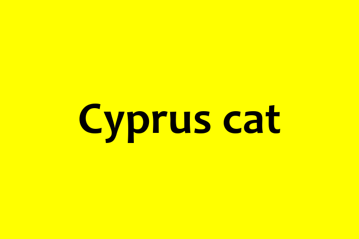 Acest Cyprus cat de 2 ani este jucăuș și prietenos și în așteptarea unei familii iubitoare! La zi cu toate vaccinările. Preț: 1,150.00 Lei.
Contactează Luca la (069) 143 765.