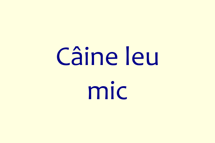 Cine leu mic Câine de Vnzare in oldneti