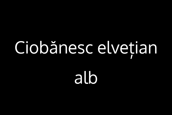 Întâlnește adorabilul nostru Ciobănesc elvețian alb de 2 luni! blând și prietenos și la zi cu vaccinările. Preț: 1,150.00 Lei.
Contactează Monica la (078) 36 934 pentru mai multe detalii.