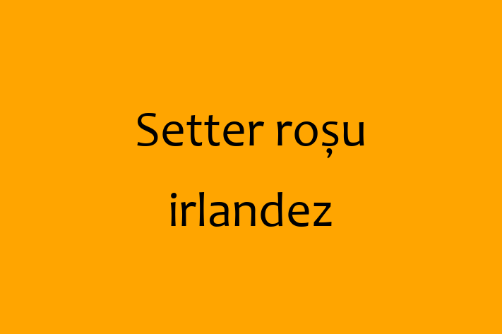 Adoptă acest Setter roșu irlandez de 2 ani! alert și activ, vaccinat și în așteptarea unei noi familii. Preț: 500.00 Lei. Contactează Radu la (061) 580 667.