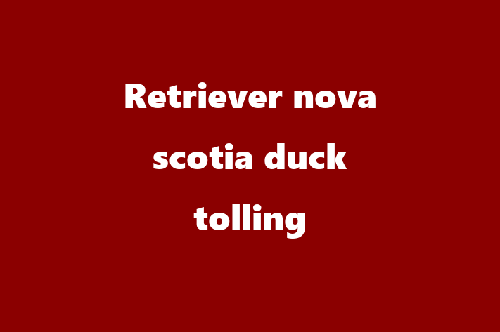 Adopta un Retriever nova scotia duck tolling Câine Fericit in Cantemir