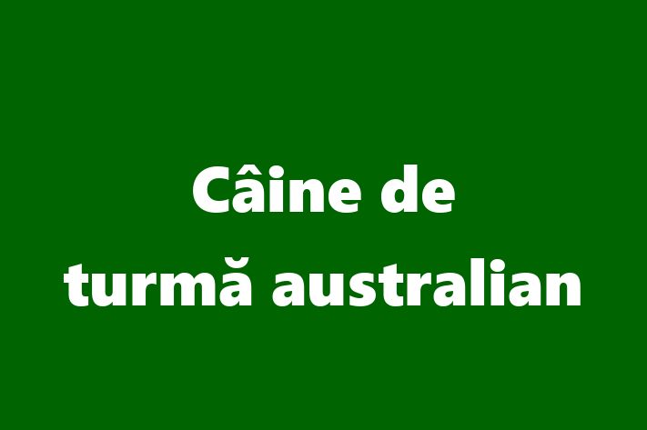 Puii noștri de Câine de turmă australian de 1 an sunt în așteptarea unei case iubitoare! Acești câine sunt loial și protector și gata să facă parte din familia ta.
Preț: 2,350.00 Lei. Contactează Vlad la (021) 693247.