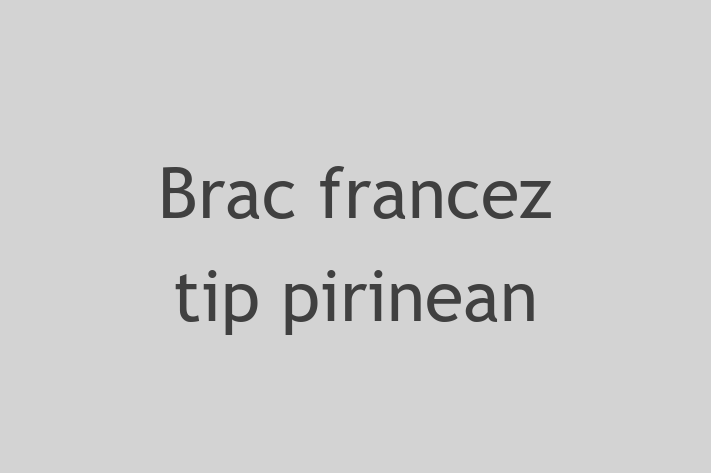 Acest Brac francez tip pirinean este alert și activ și gata să se mute într-o nouă casă! Este sănătos și la zi cu toate vaccinările. Contactează Anastasia la (063) 747 778 pentru preț și mai multe detalii.