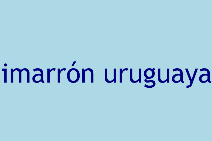 Un Nou Cimarrn uruguayan Câine te Ateapt in Bli