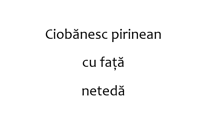 Adoptă acest Ciobănesc pirinean cu față netedă de 2 ani! alert și activ, vaccinat și în așteptarea unei noi familii. Preț: 1,950.00 Lei. Contactează Adrian la (068) 494 83.