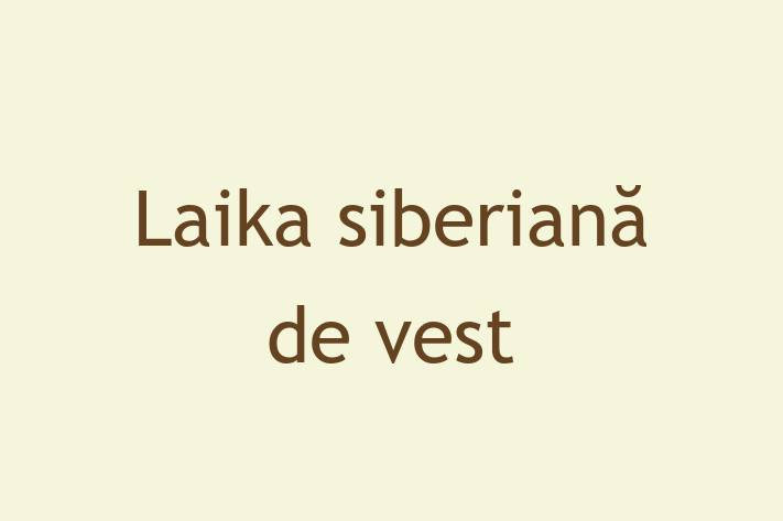 Laika siberian de vest Câine in Edine Pregtit pentru o Nou Cas