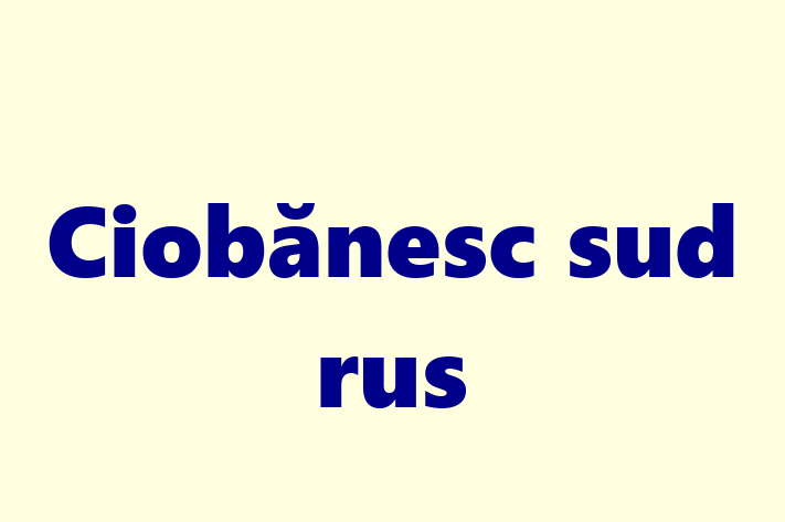 Ciobnesc sud-rus Câine de Vnzare in Ungheni