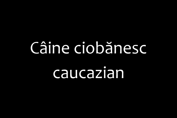 Întâlnește adorabilul nostru Câine ciobănesc caucazian de 1 an! jucăuș și afectuos și la zi cu vaccinările. Preț: 1,650.00 Lei.
Contactează Calin la (0251) 750867 pentru mai multe detalii.