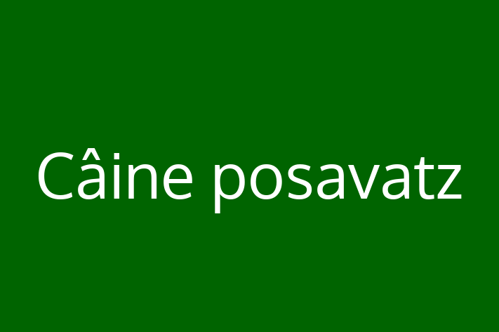 Cine posavatz Câine Pregtit pentru o Cas in Ialoveni