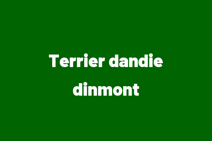 ntlnete Noua Ta Terrier dandie dinmont Câine in Basarabeasca