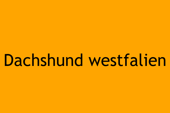 Puii noștri de Dachshund westfalien de 1 lun sunt în așteptarea unei case iubitoare! Acești câine sunt calm și iubitor și gata să facă parte din familia ta.
Preț: 1,250.00 Lei. Contactează Elena la (060) 286 931.