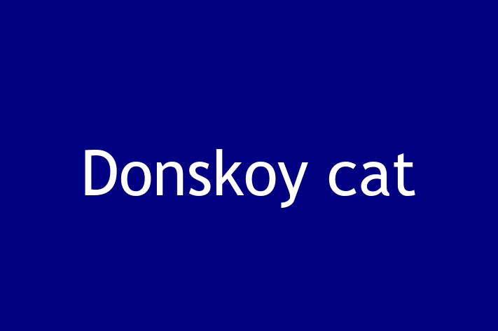 Donskoy cat Pisica Pregtit pentru o Cas in Taraclia