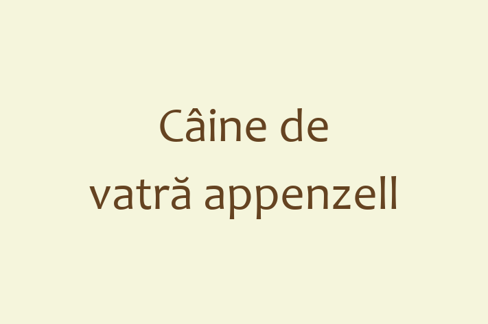 Cine de vatr appenzell Câine Disponibil Acum in Rcani