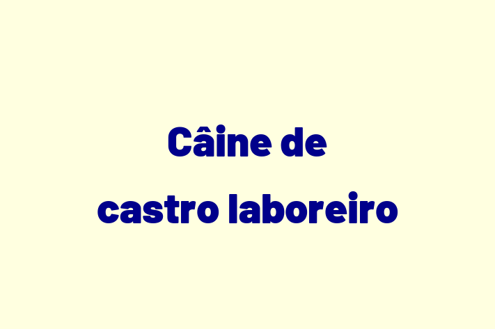 Cine de castro laboreiro Câine Disponibil Acum in Anenii Noi