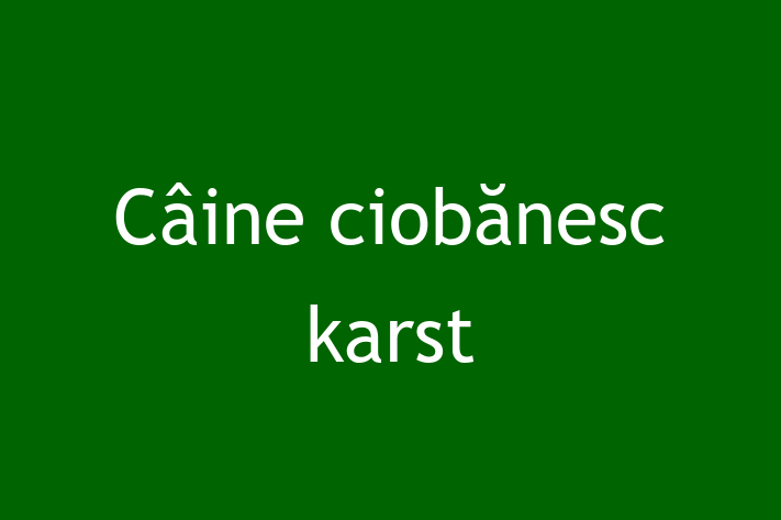 Adorabil Câine ciobnesc karst Câine de Vnzare in Rezina