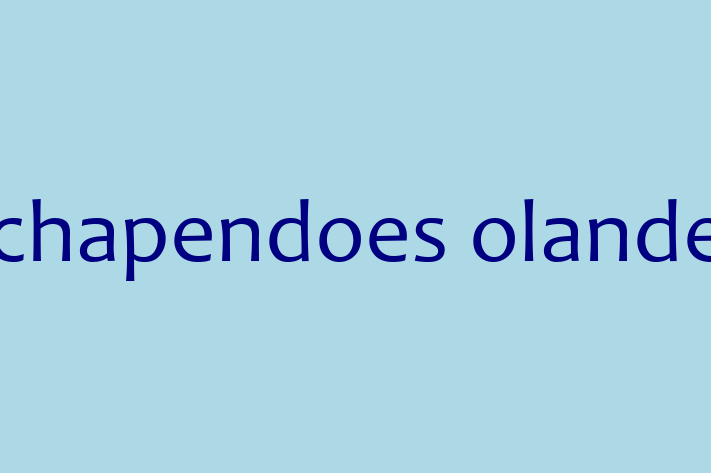 Adoptă acest Schapendoes olandez de 1 an! jucăuș și afectuos, vaccinat și în așteptarea unei noi familii. Preț: 2,450.00 Lei. Contactează Alexia la (0299) 616629.