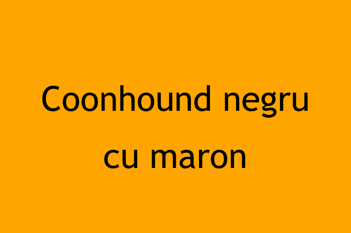 Cauți un câine? Al nostru Coonhound negru cu maron de 1 an este loial și protector și disponibil pentru adopție! Preț: 850.00 Lei.
Contactează Eugen la (069) 486 164 pentru mai multe detalii.