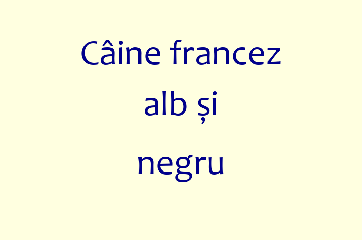 Adopta un Câine francez alb i negru Câine Prietenos in Tiraspol