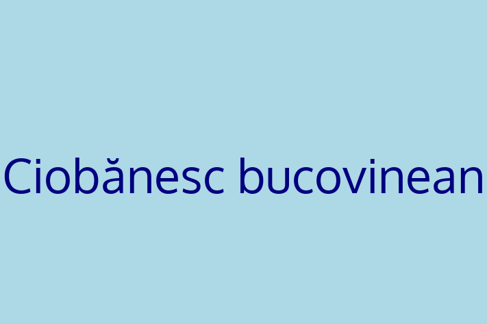 Ciobnesc bucovinean Câine Disponibil Acum in Faleti