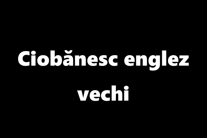 Pui de Ciobnesc englez vechi Câine de Vnzare in Rcani