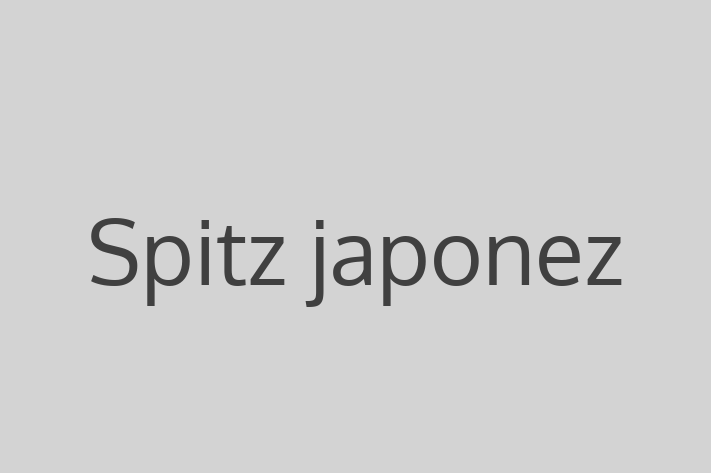 Spitz japonez Câine Pregtit pentru o Cas in Chiinu