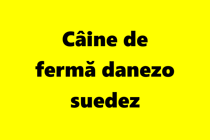 Câine de fermă danezo-suedez de 11 luni caută o casă, Preț: 2,150.00 Lei. Contactează Emil la (078) 626 149.