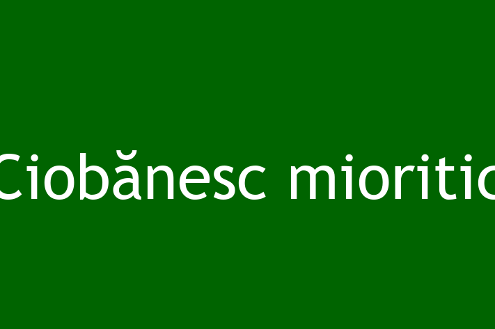 Ciobnesc mioritic Câine de Vnzare in Floreti