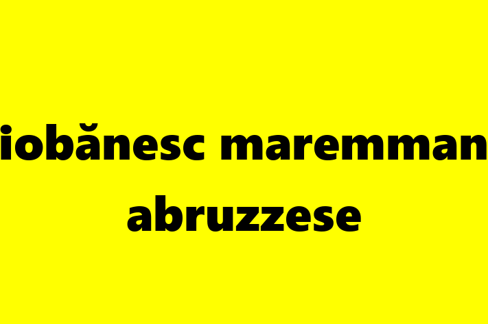 Dacă ești în căutarea unui câine jucăuș și afectuos, atunci Ciobănesc maremmano abruzzese este potrivit pentru tine! Acest câine de 2 ani este vaccinat și sănătos.
Contactează Lucian la (078) 860 890 pentru preț și mai multe detalii.