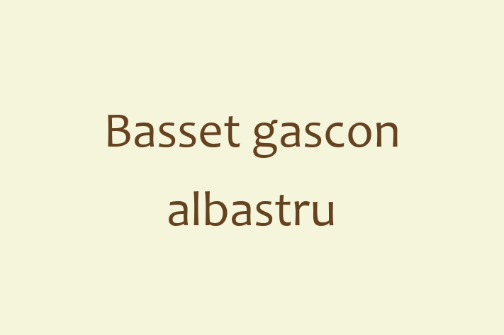 Adopta un Câine Basset gascon albastru Disponibil in Tiraspol