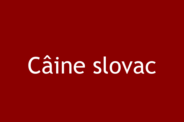 Acest Câine slovac de 2 ani este loial și protector și în așteptarea unei familii iubitoare! La zi cu toate vaccinările. Preț: 500.00 Lei.
Contactează Marius la (021) 680922.