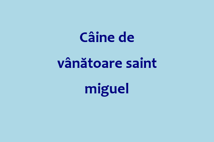 Cine de vntoare saint miguel Câine de Vnzare in Nisporeni