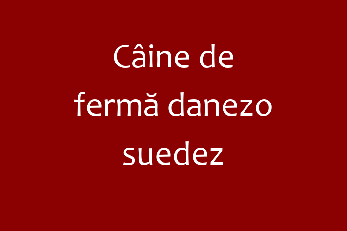 Cine de ferm danezo-suedez Câine de Vnzare in Ungheni