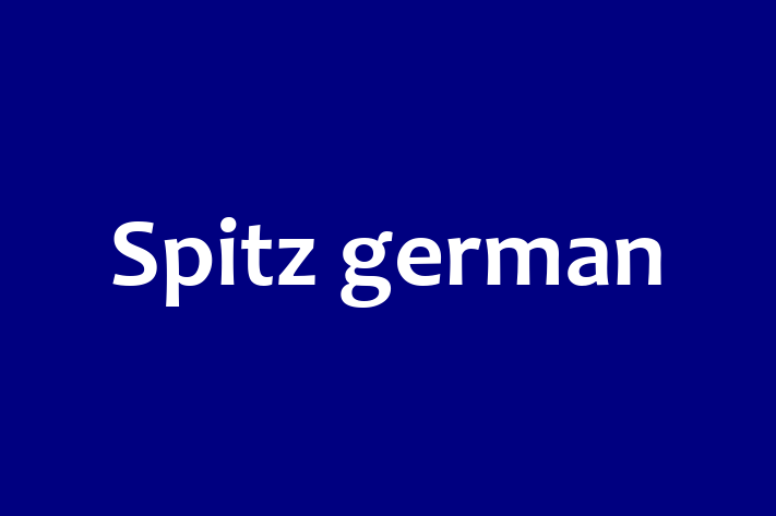 Descoper Noua Ta Spitz german Câine in tefan Voda