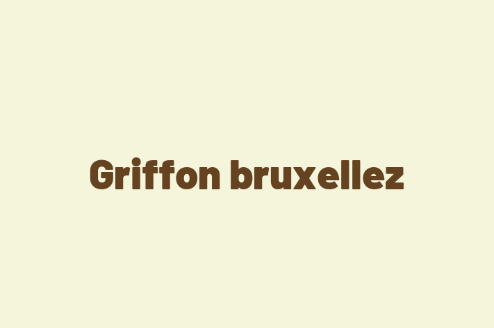 Adopta un Griffon bruxellez Câine Fericit in Cueni