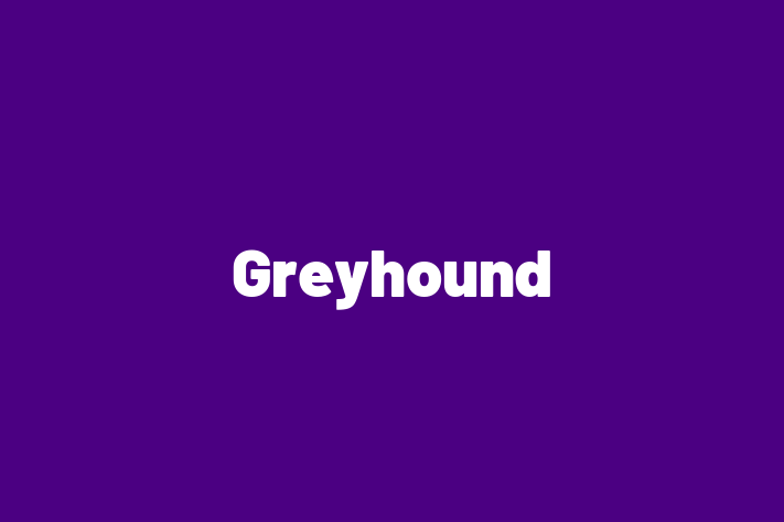 Greyhound Câine Disponibil Acum in Hnceti