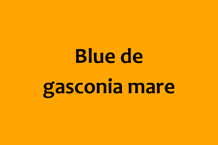 Cauți un câine? Al nostru Blue de gasconia mare de 3 luni este calm și iubitor și disponibil pentru adopție! Preț: 2,500.00 Lei.
Contactează Daniela la (067) 425 187 pentru mai multe detalii.