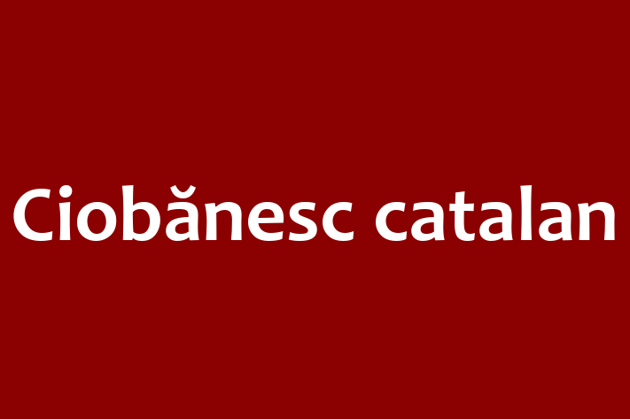 Întâlnește adorabilul nostru Ciobănesc catalan de 2 ani! Acest câine este plin de personalitate, bine socializat și gata să se alăture familiei tale. Este la zi cu vaccinările și vine cu dosar medical. Perfect pentru iubitorii de câine din Bălți.
Preț: 2,650.00 Lei
Contactează Camil la (068) 380 583 pentru mai multe detalii sau pentru a programa o vizită!