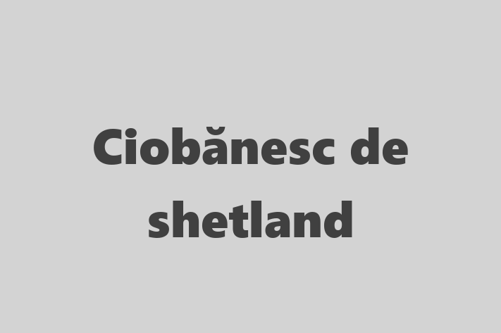 Adopta un Ciobnesc de shetland Câine Prietenos in Bender