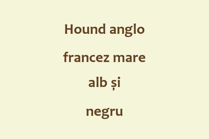 Al nostru Hound anglo francez mare alb și negru de 2 luni este sănătos, calm și iubitor și gata pentru o casă nouă. Disponibil pentru 2,900.00 Lei.
Contactează Adrian la (078) 283 124.