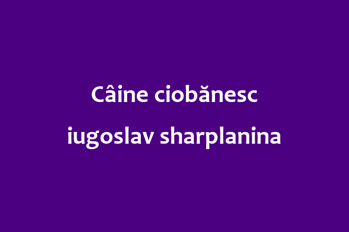 Întâlnește adorabilul nostru Câine ciobănesc iugoslav sharplanina de 1 an! calm și iubitor și la zi cu vaccinările. Preț: 2,150.00 Lei.
Contactează Razvan la (061) 430 367 pentru mai multe detalii.