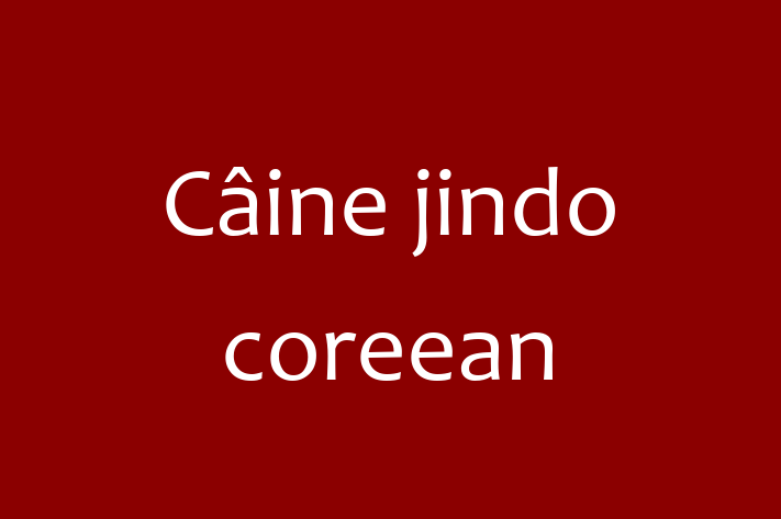 Un Nou Câine jindo coreean Câine te Ateapt in Orhei