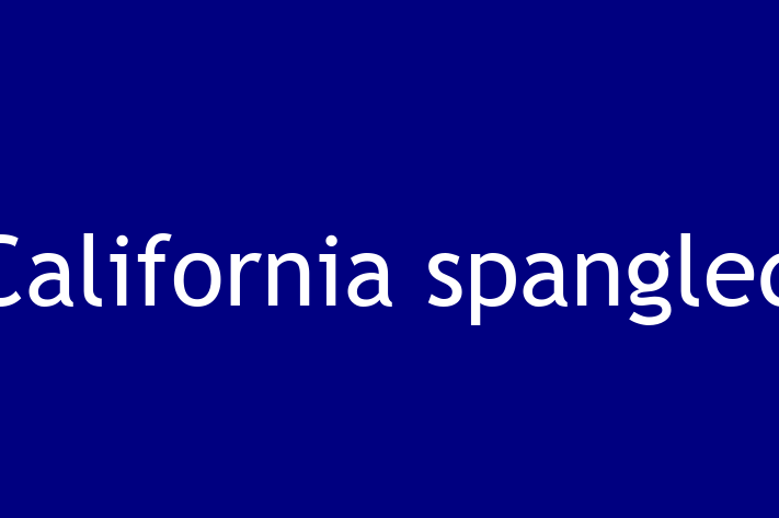 California spangled Pisica de Adopie in Rcani