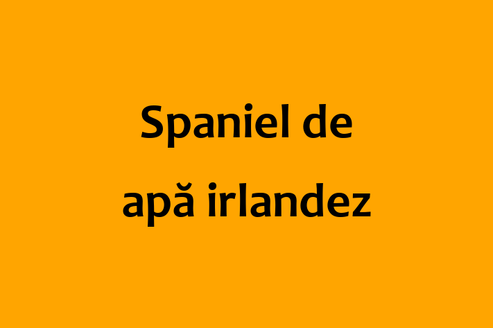 Cauți un câine? Al nostru Spaniel de apă irlandez de 2 ani este loial și protector și disponibil pentru adopție! Preț: 750.00 Lei.
Contactează Bogdan la (068) 146 688 pentru mai multe detalii.