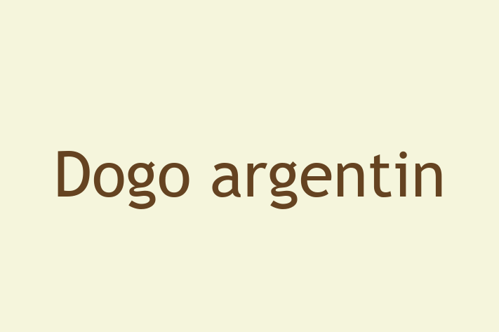 Acest Dogo argentin este energic și amuzant și gata să se mute într-o nouă casă! Este sănătos și la zi cu toate vaccinările. Contactează Ilie la (060) 265 581 pentru preț și mai multe detalii.