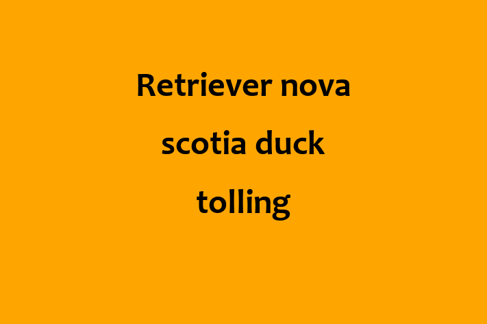 Retriever nova scotia duck tolling Câine Disponibil Acum in Ialoveni