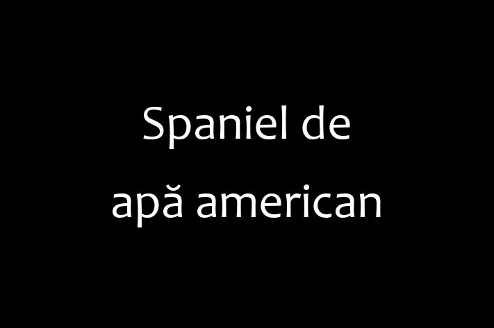 Adoptă acest Spaniel de apă american de 11 luni, un câine jucăuș și afectuos. Vaccinat și sănătos. Preț: 1,150.00 Lei.
Contactează Cezar la (063) 91 964.